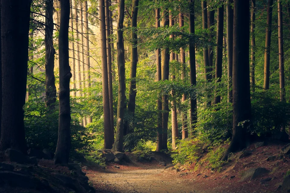 Demo image: Light falling through a dense forest. Placeholder for the MADEIRA album.